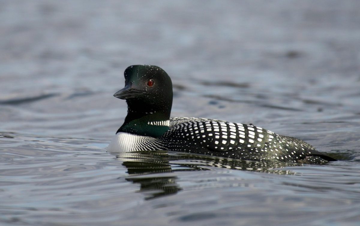 Common Loon