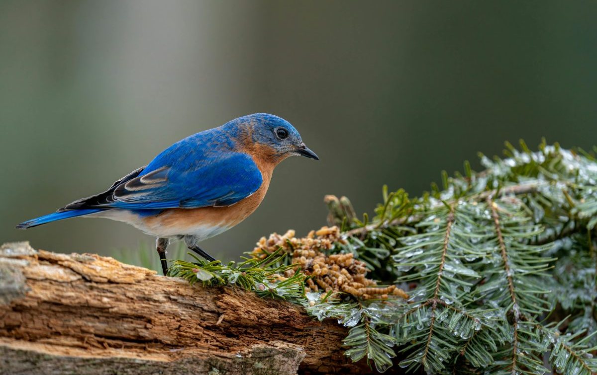 Mountain Bluebird