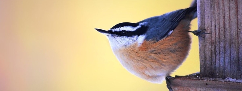 Exploring the Red-breasted Nuthatch in the Woodlands of British Columbia